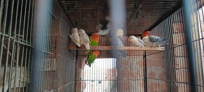 love birds big size healthy and active