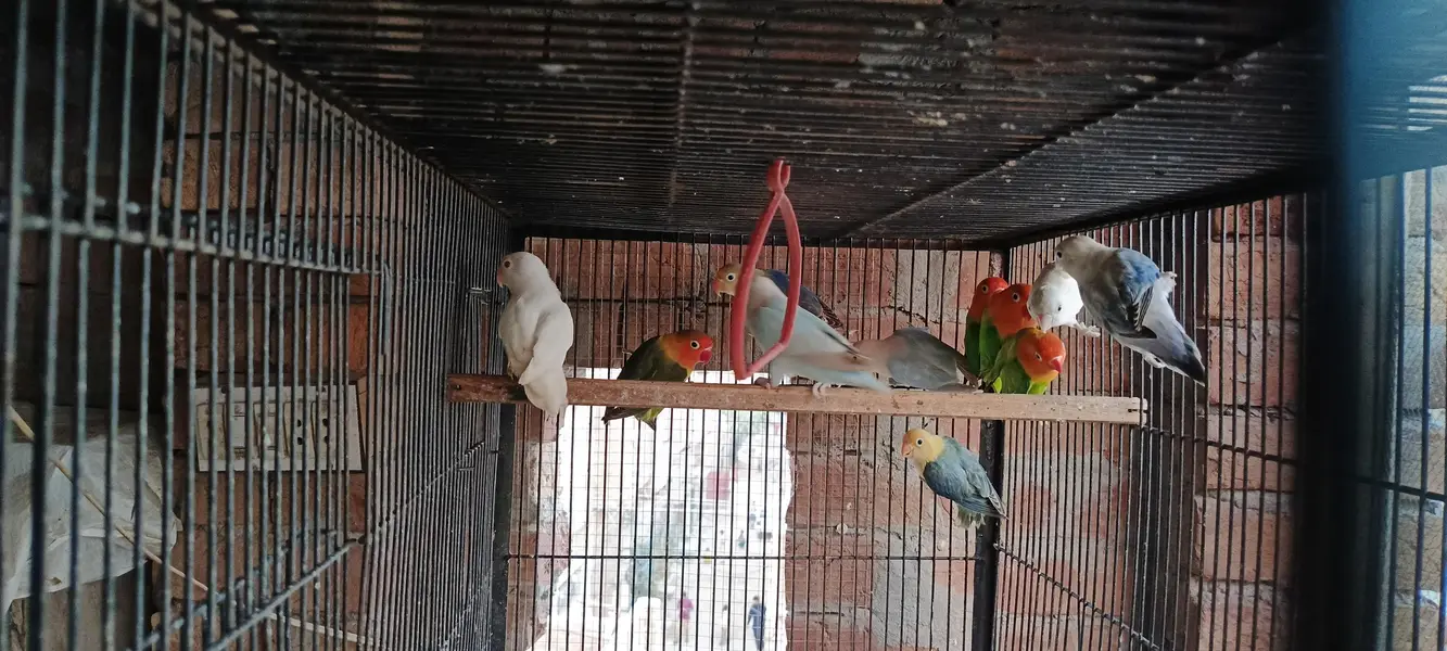 love birds big size healthy and active — photo 2