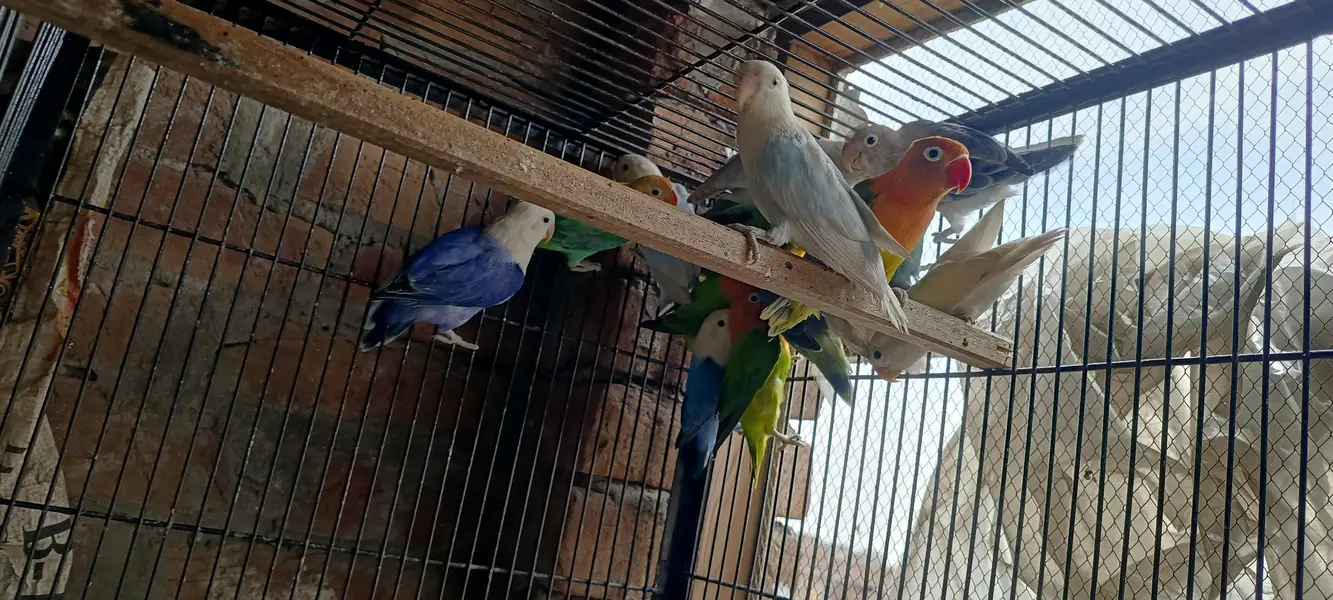love birds big size healthy and active — photo 3