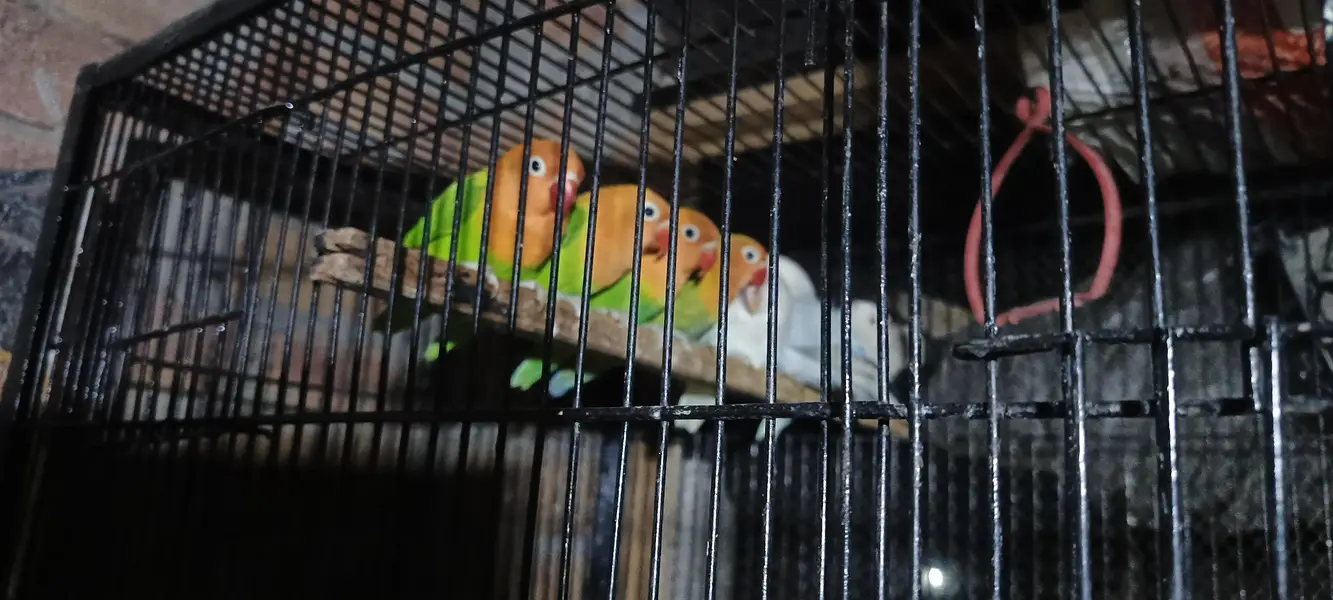 love birds big size healthy and active — photo 4