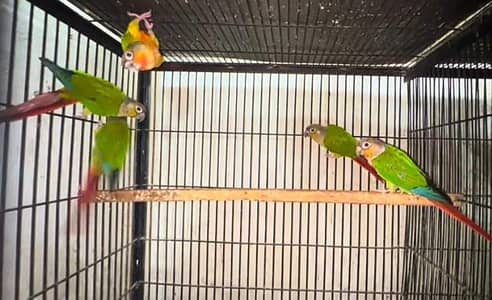 conure yellow sided