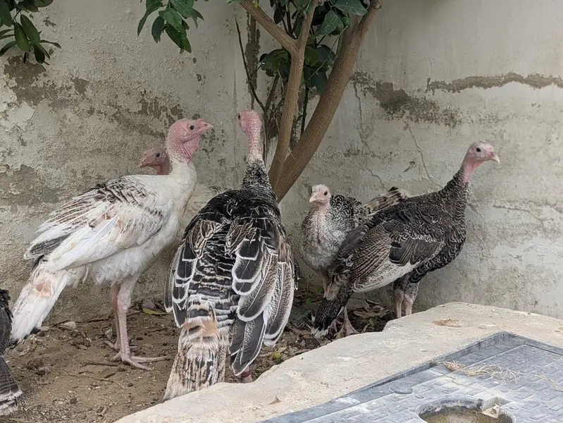 Turkey Active Pathe