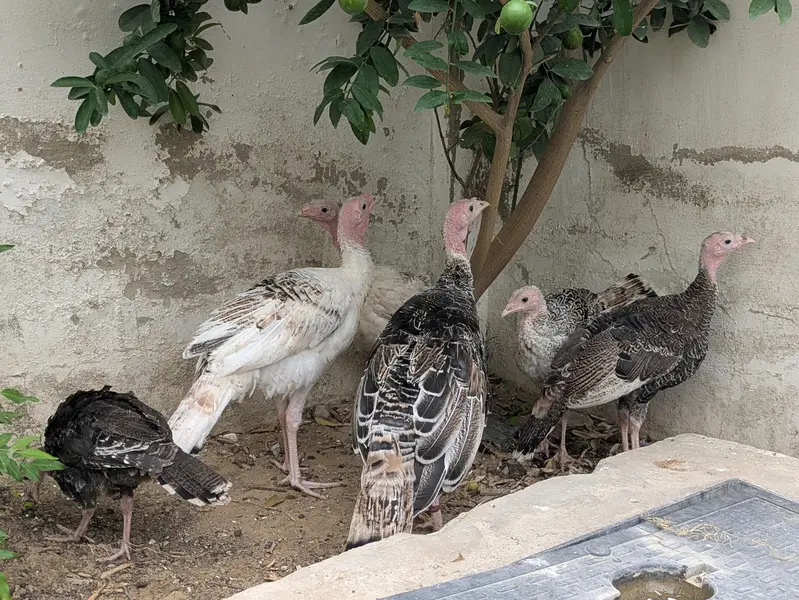 Turkey Active Pathe — photo 2