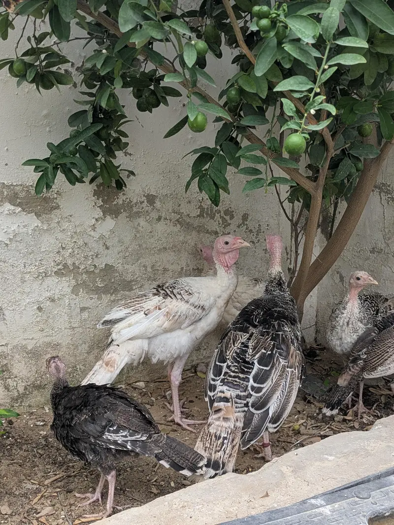 Turkey Active Pathe — photo 3