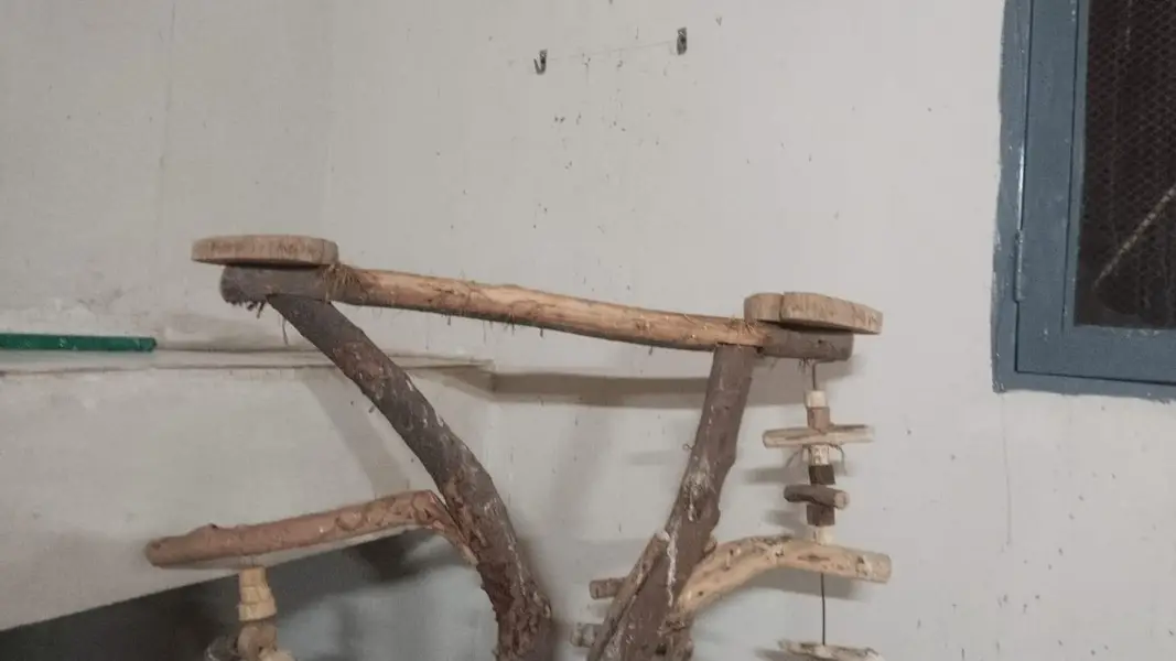 parrot wood stand — photo 2