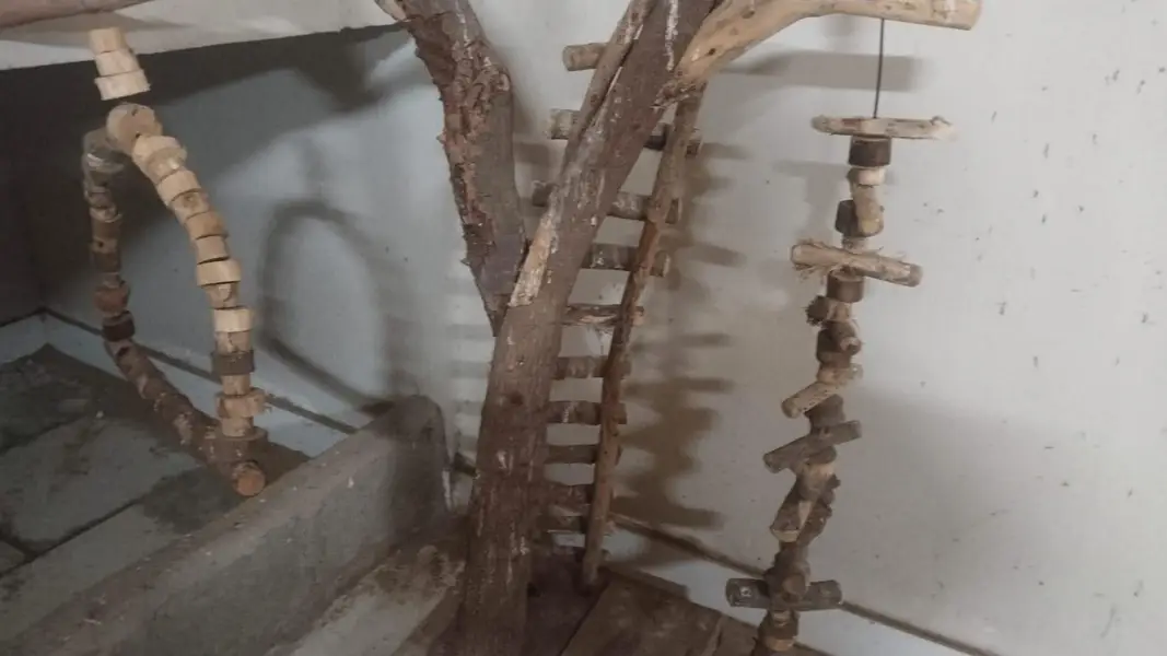 parrot wood stand — photo 3