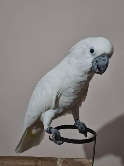 Umbrella Cockatoo , Galah and African Greys