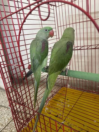 Kashmiri Raw Pair