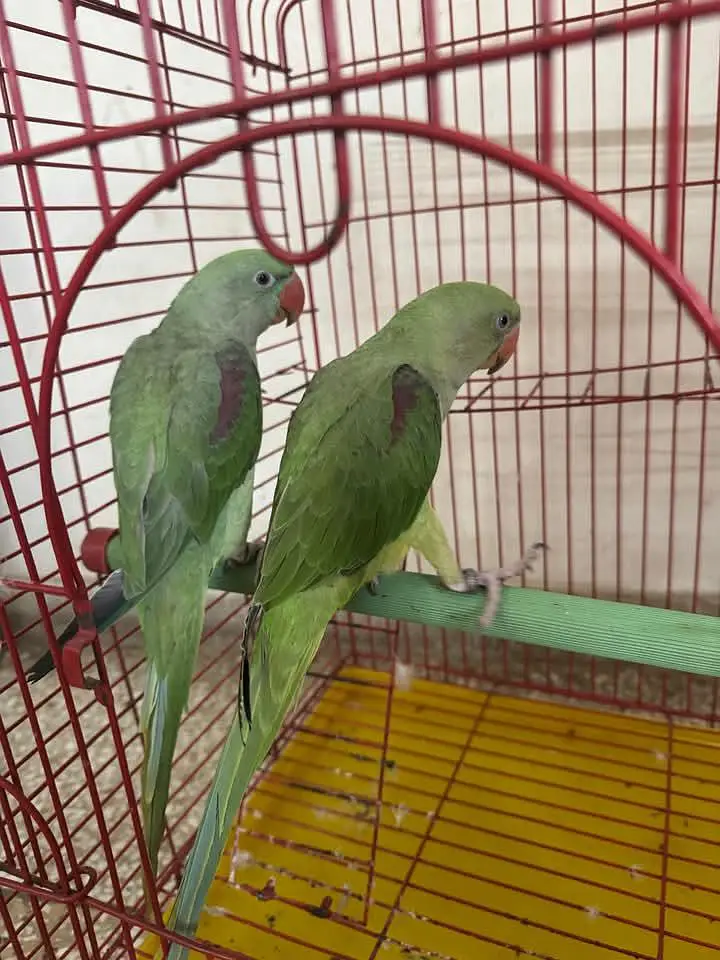 Kashmiri Raw Pair — photo 2