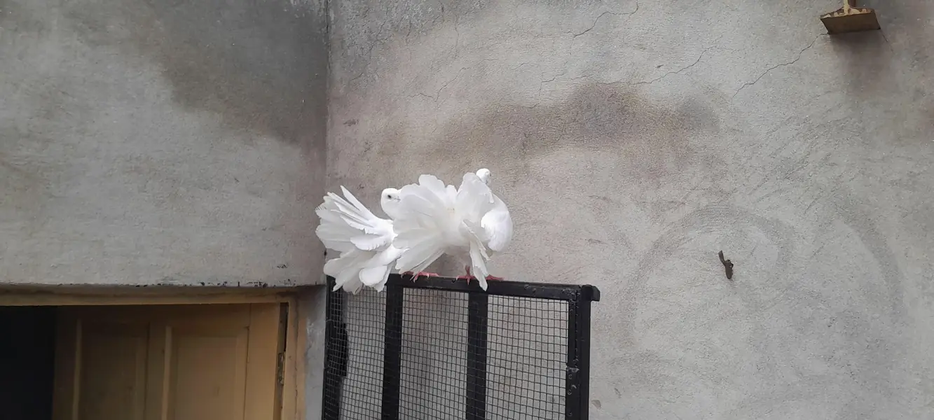 English Modern Pegions — photo 4