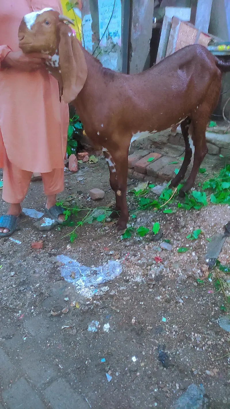 Kheera Bacha 10 month 36 inches hieght — photo 2