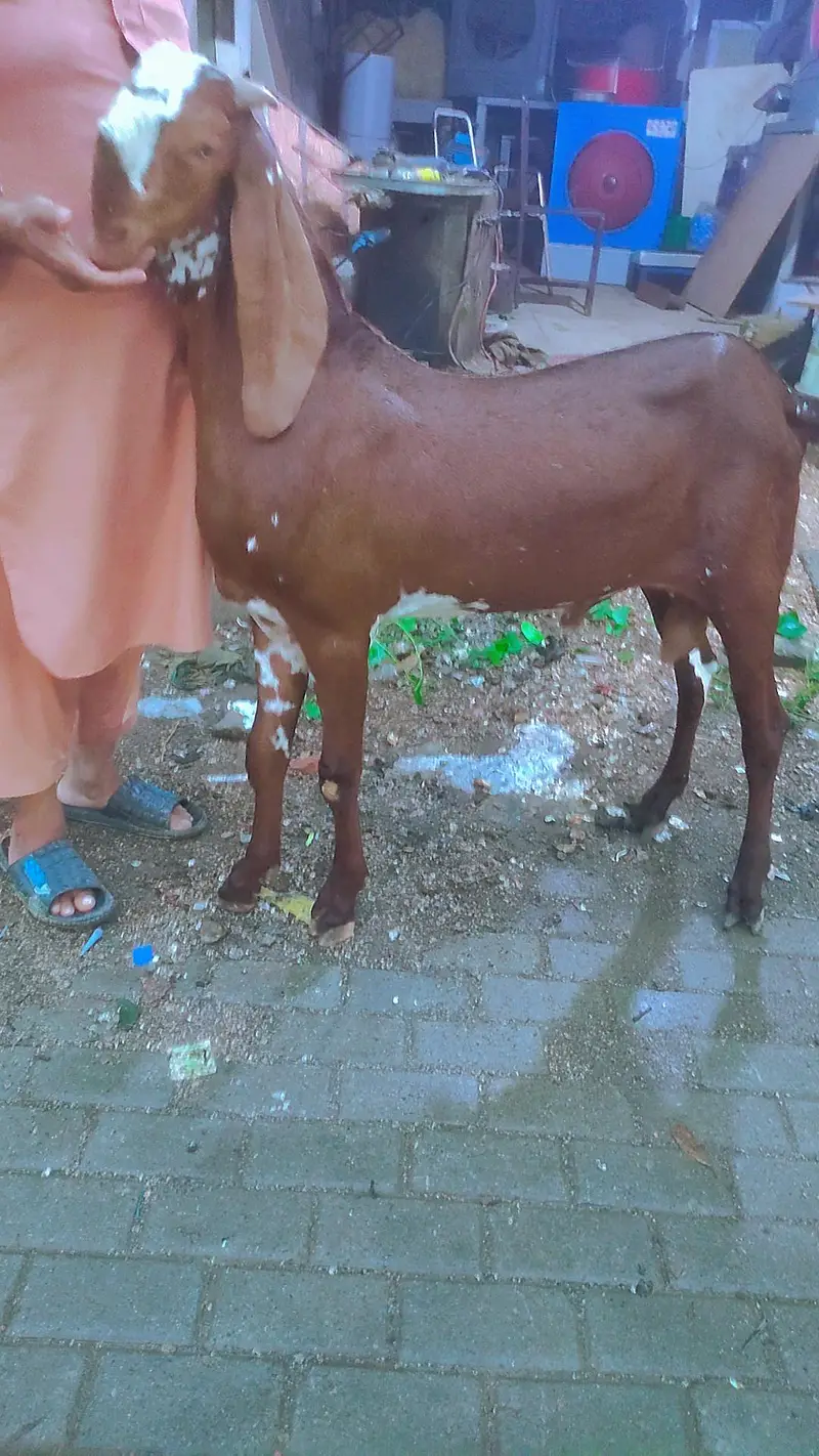 Kheera Bacha 10 month 36 inches hieght — photo 3