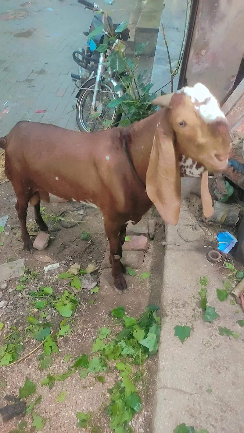 Kheera Bacha 10 month 36 inches hieght — photo 4