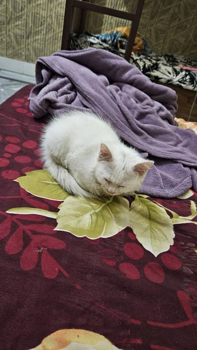 persian female under 3month age  (daughter and mom)