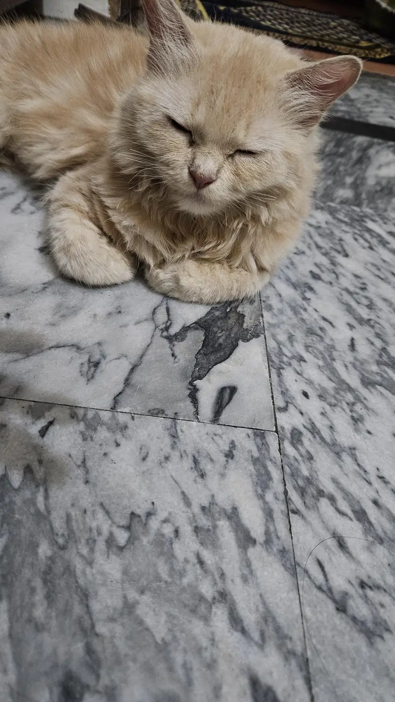 persian female under 3month age  (daughter and mom) — photo 2