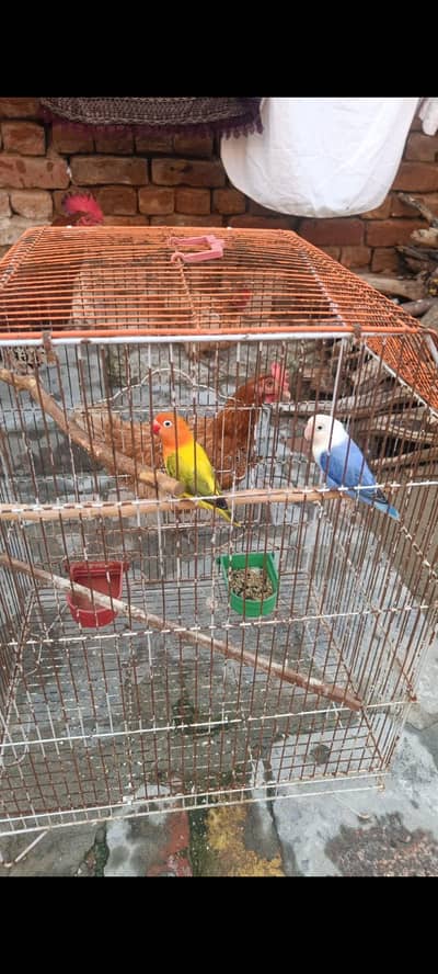 Lovebird Beautiful Pair
