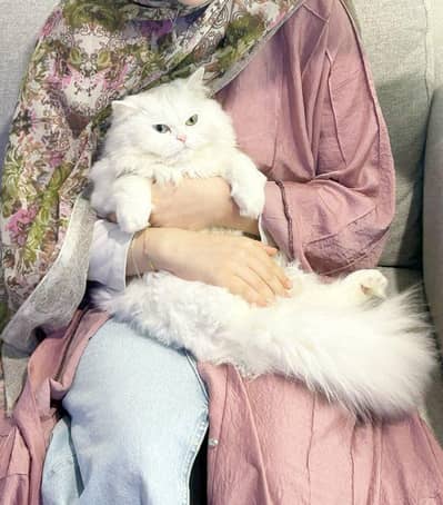Urgent Sale: 9 Months Old Playful Cat (Shifting to Islamabad)