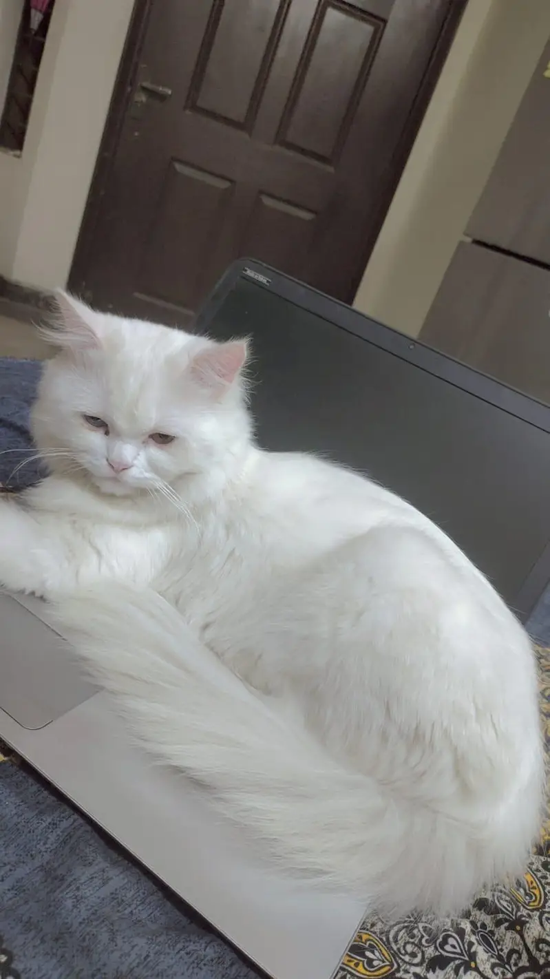 Urgent Sale: 9 Months Old Playful Cat (Shifting to Islamabad) — photo 2