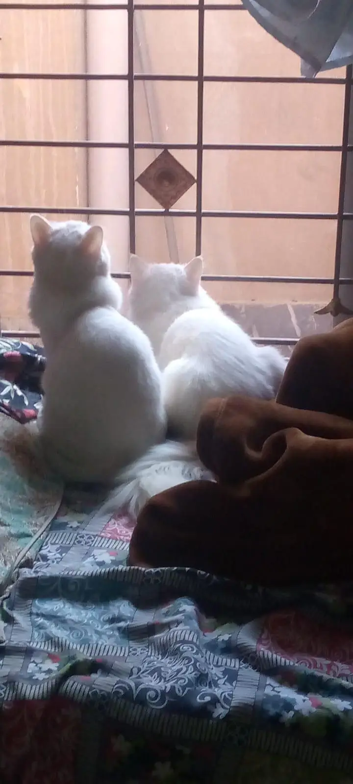 Urgent Sale: 9 Months Old Playful Cat (Shifting to Islamabad) — photo 3