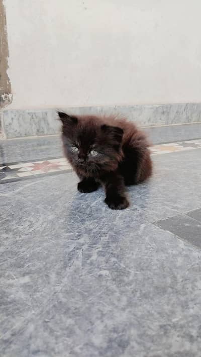 Persian Cat