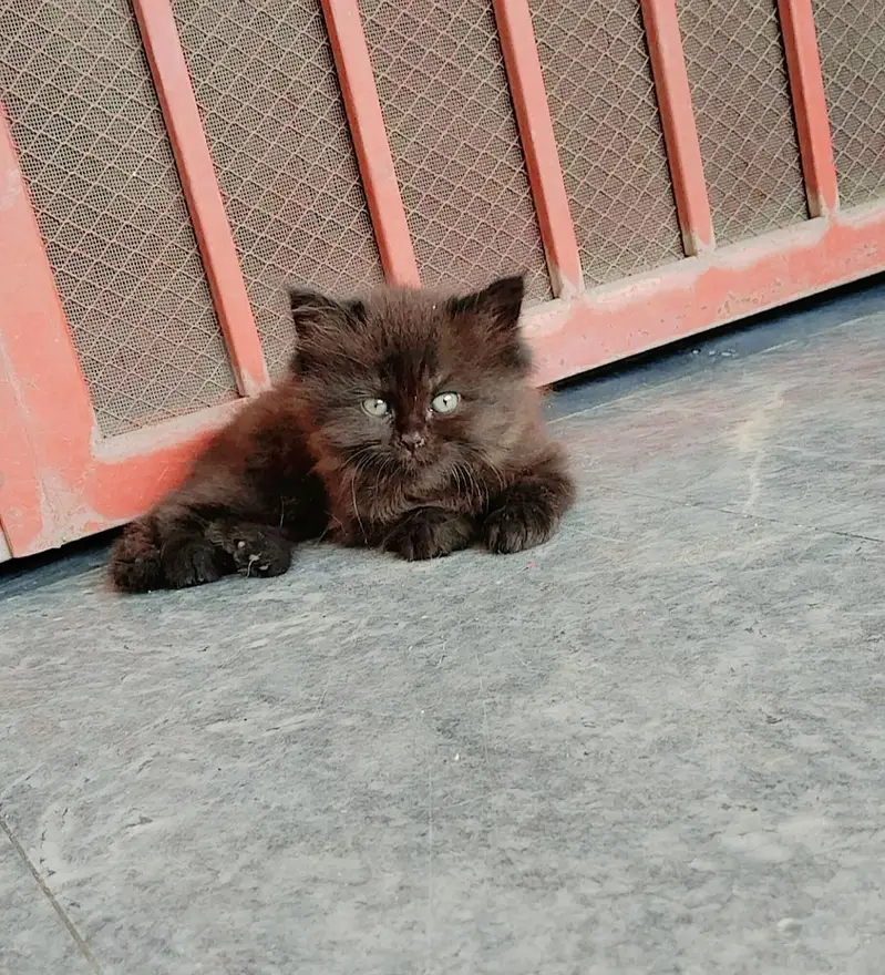 Persian Cat — photo 2