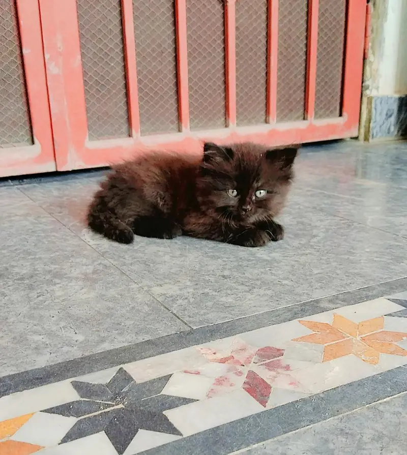 Persian Cat — photo 3