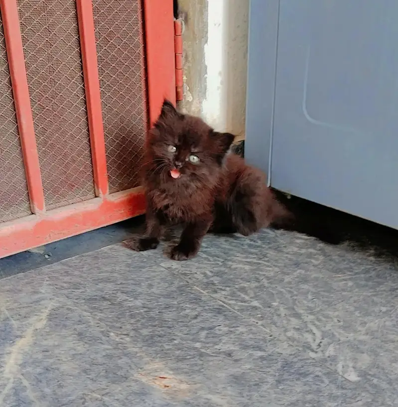 Persian Cat — photo 4