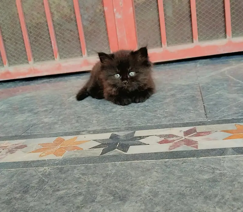 Persian Cat — photo 5