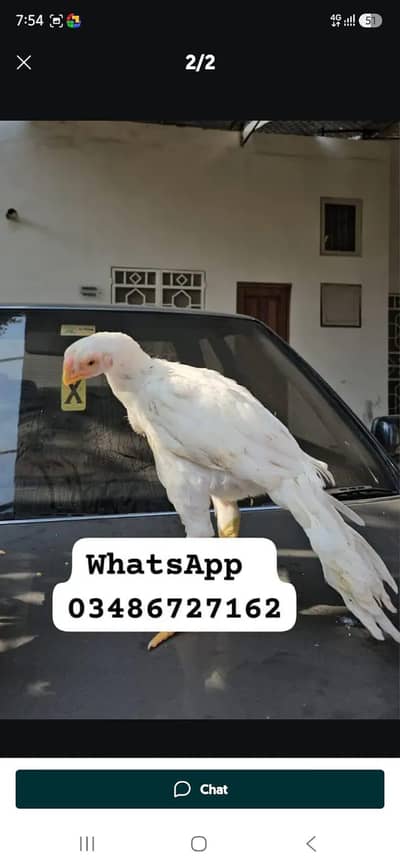Parrot big. murga age 3month