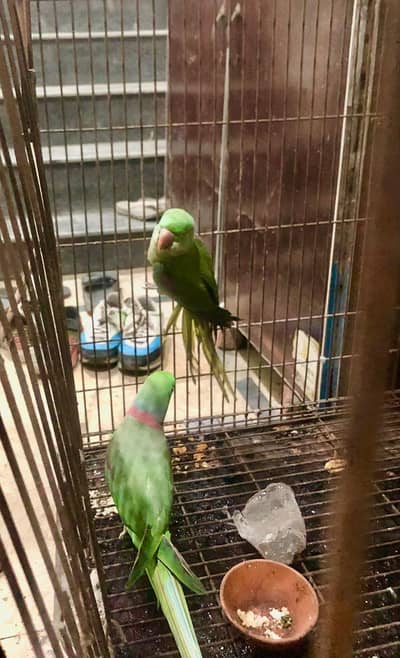 RAW Parrots braiding pair