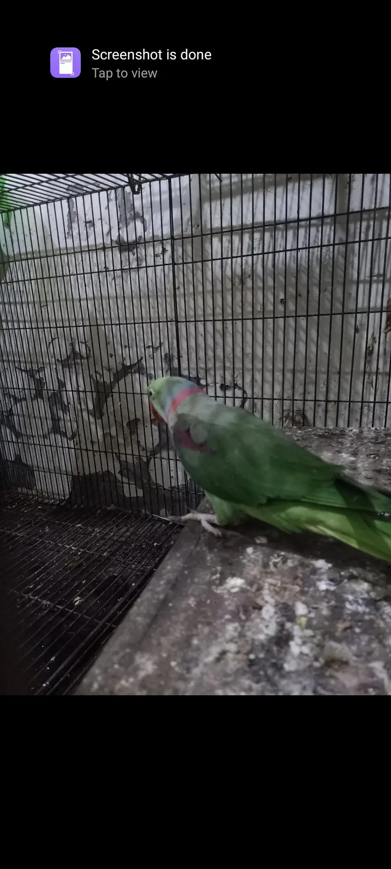 RAW Parrots braiding pair — photo 2
