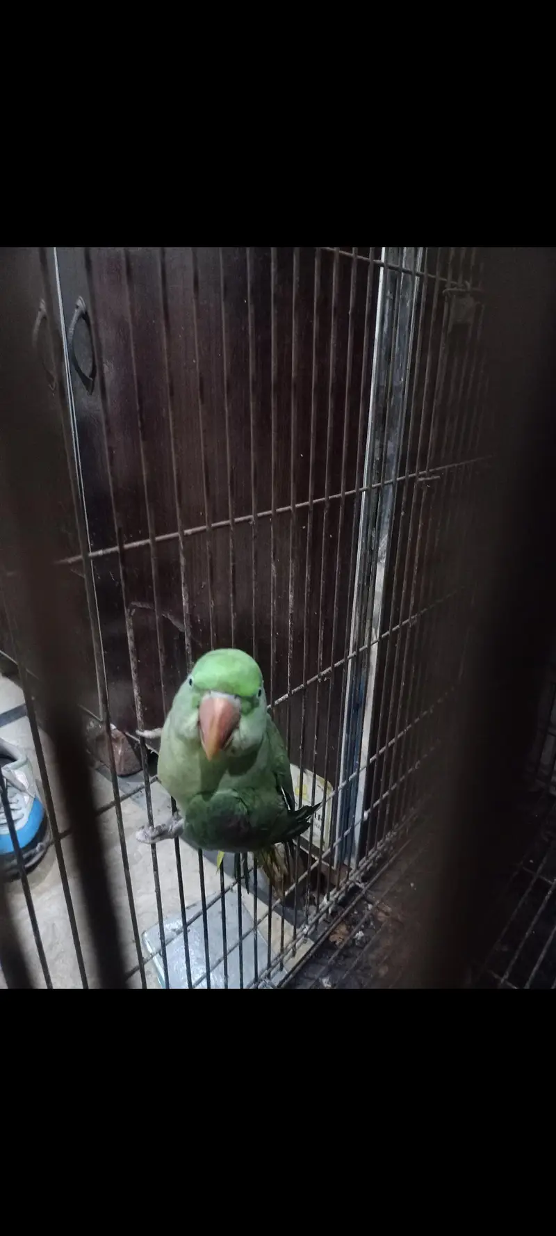 RAW Parrots braiding pair — photo 3