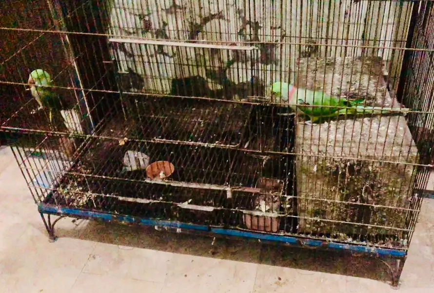 RAW Parrots braiding pair — photo 4