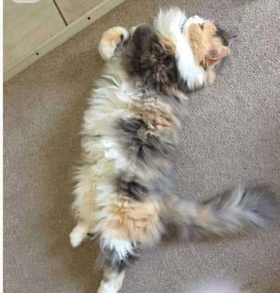 Persian cat calico fully vaccinated with proper data files &passport
