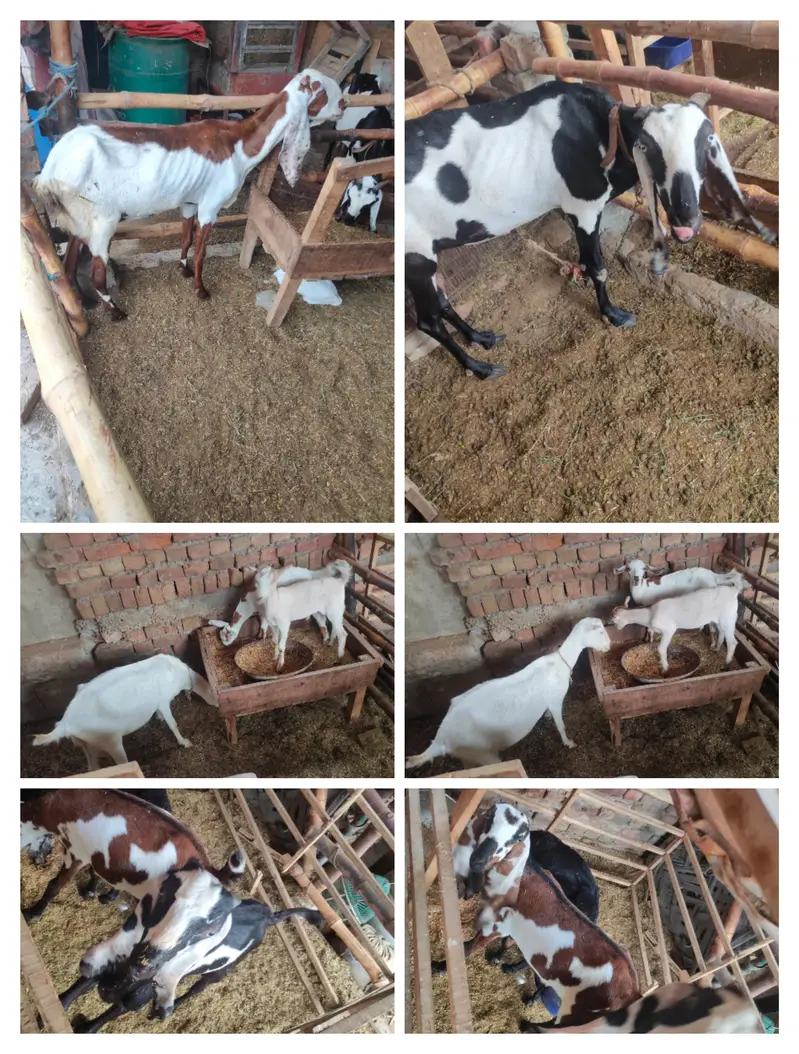 Total 9 janwar 4 Bari bakriye 5 male bachy — photo 2