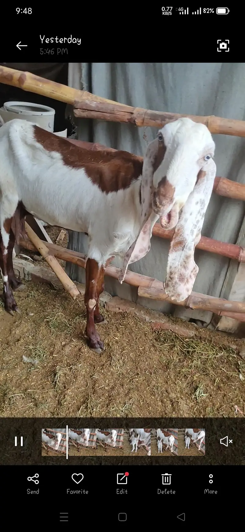 Total 9 janwar 4 Bari bakriye 5 male bachy — photo 6