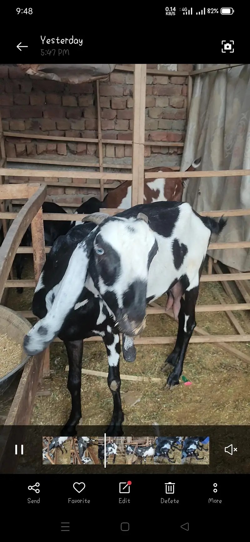 Total 9 janwar 4 Bari bakriye 5 male bachy — photo 9