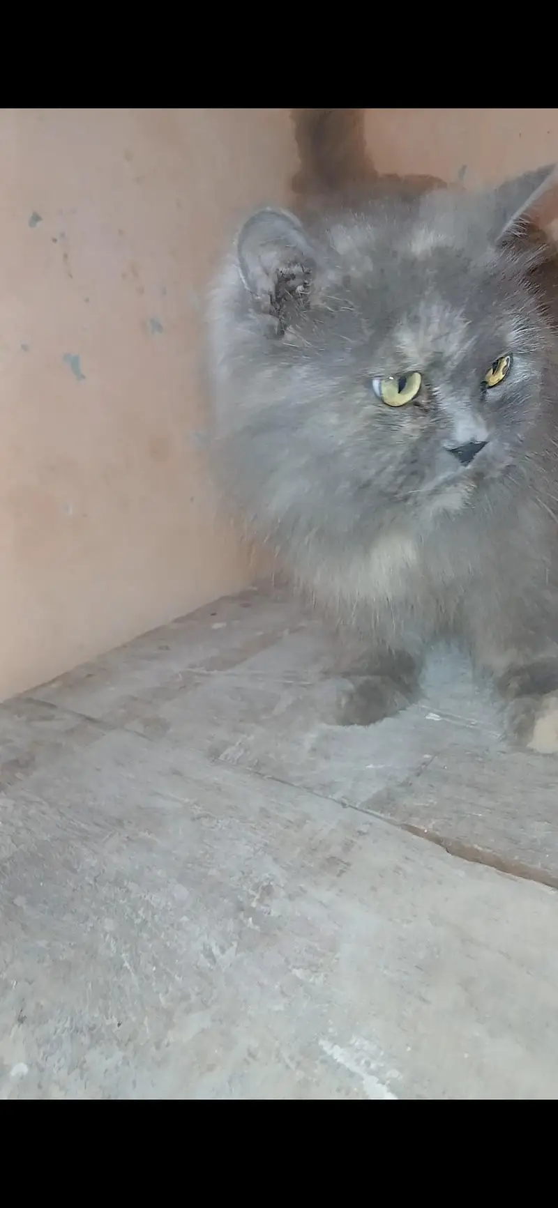 2  breeder  females available for sale — photo 5