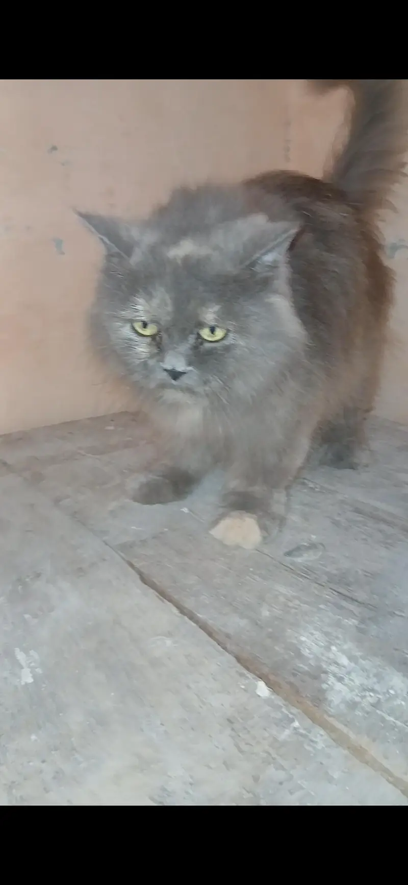 2  breeder  females available for sale — photo 6