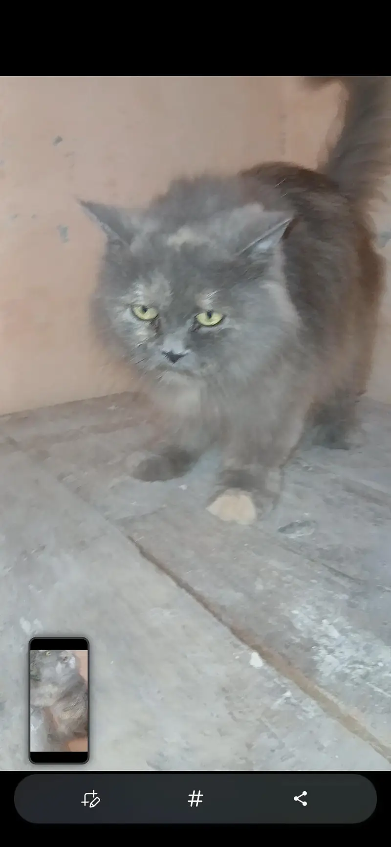 2  breeder  females available for sale — photo 7