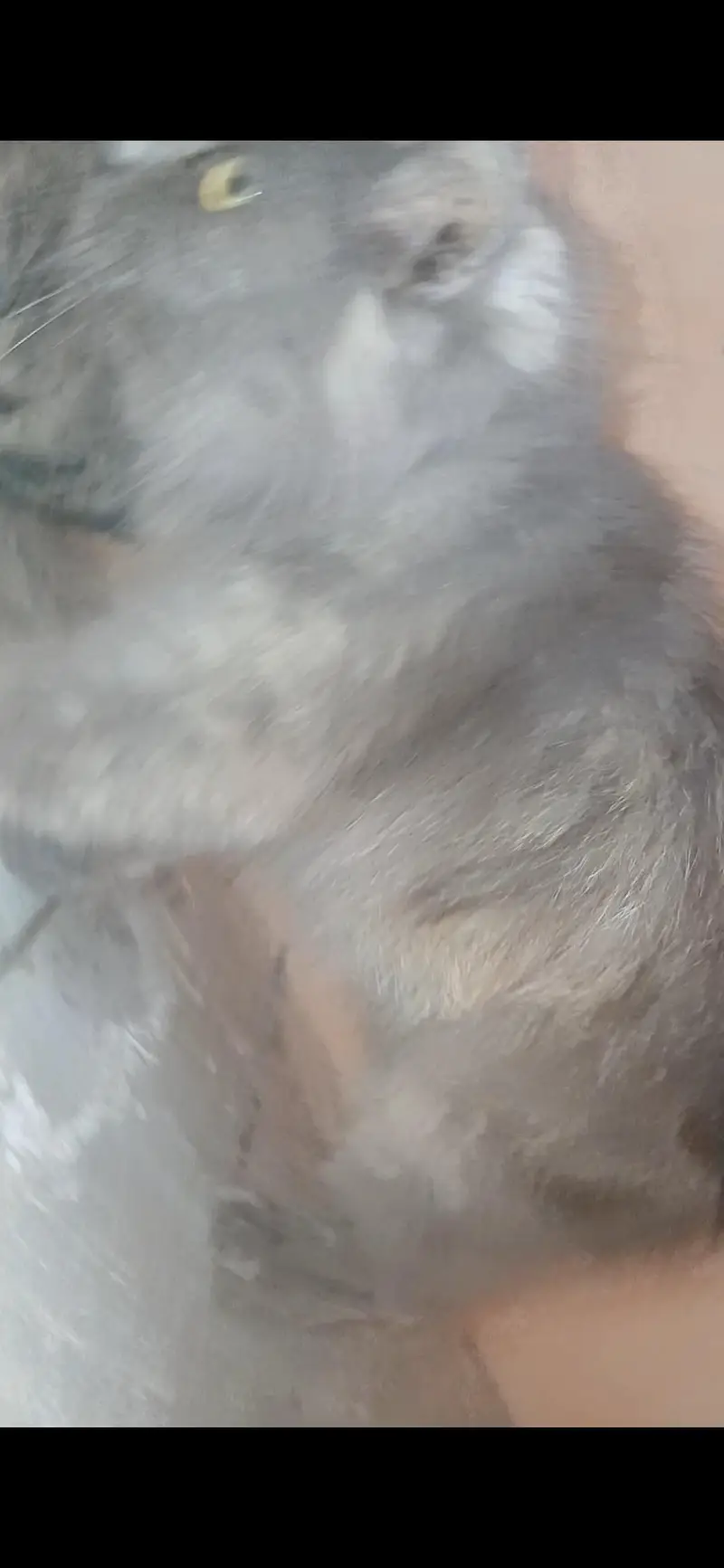 2  breeder  females available for sale — photo 8