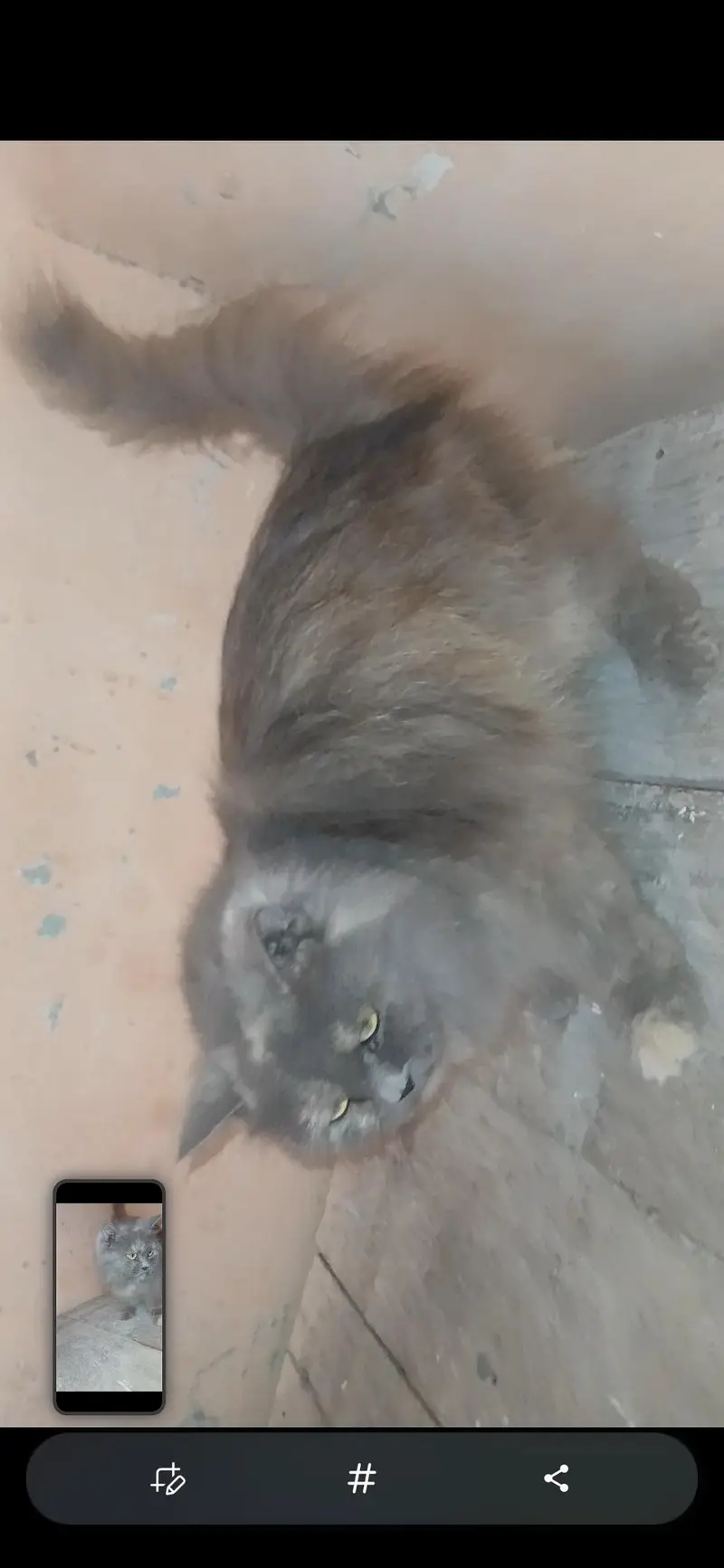 2  breeder  females available for sale — photo 9