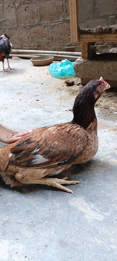 FemaleAseel hens