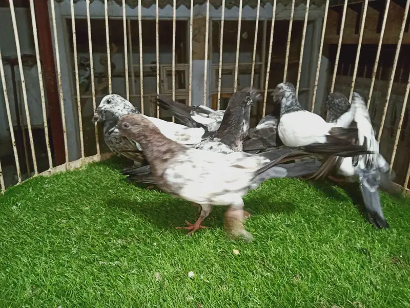 High flyer chicks for sale