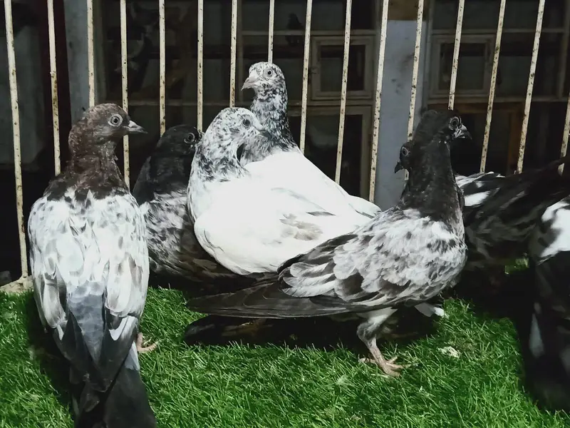 High flyer chicks for sale — photo 2