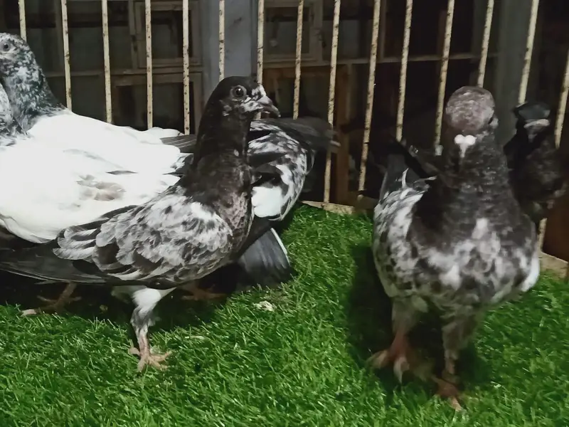 High flyer chicks for sale — photo 3