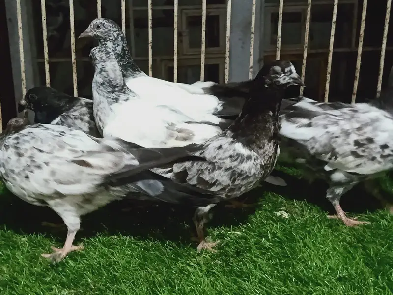 High flyer chicks for sale — photo 4