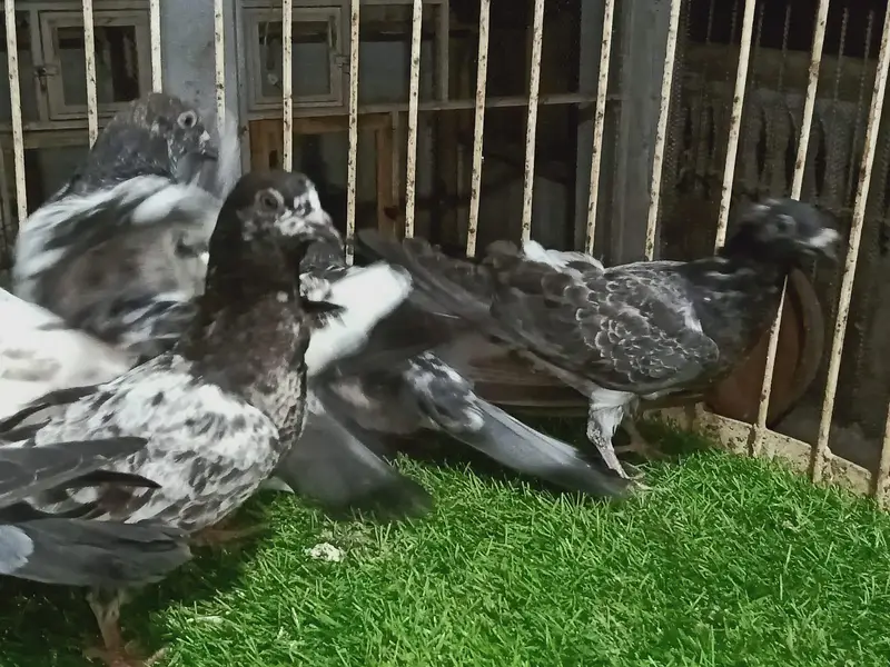 High flyer chicks for sale — photo 5