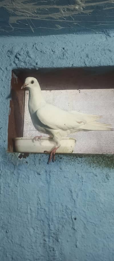 High Flying Teddy Cross Kamagar Patta | Pure Bloodline For Sale