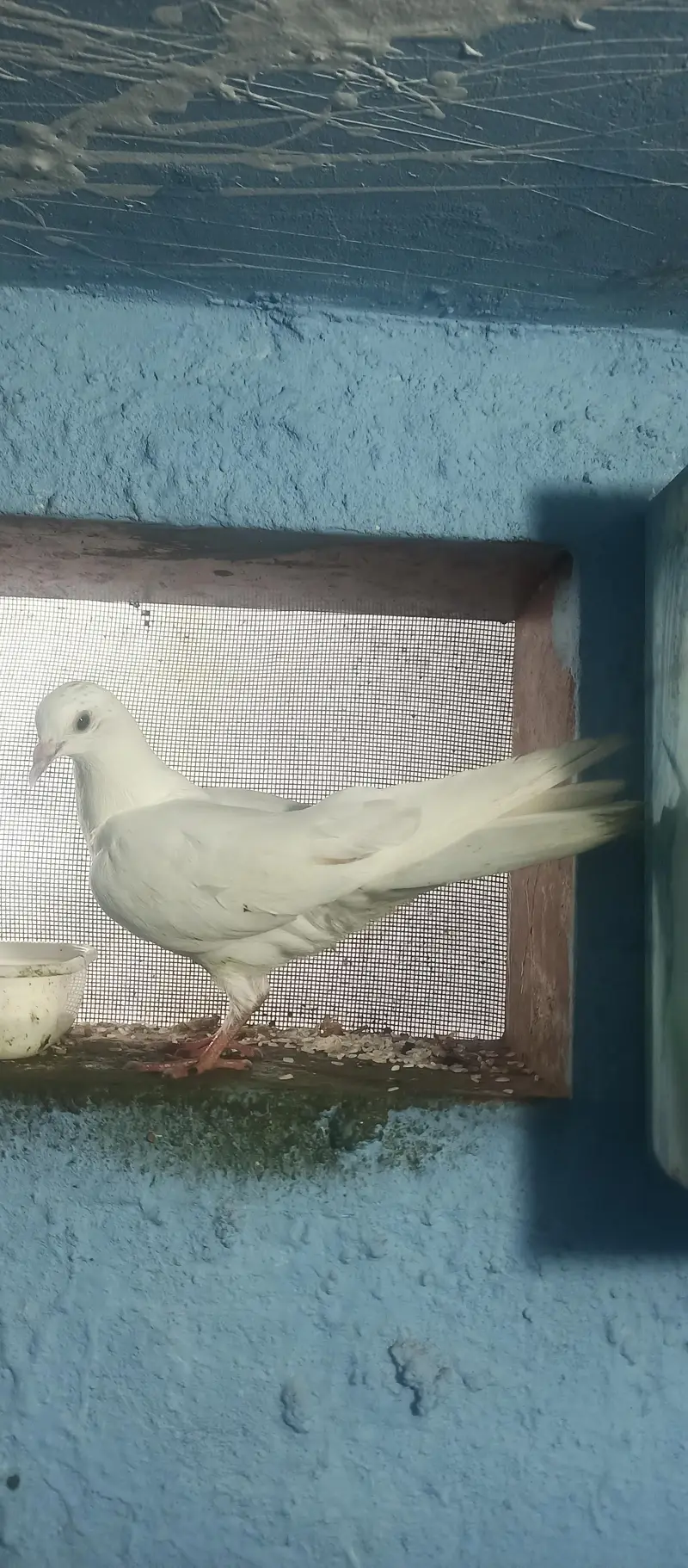 High Flying Teddy Cross Kamagar Patta | Pure Bloodline For Sale — photo 2